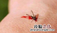 蚊子喜欢什么血型 雌雄蚊子的区别