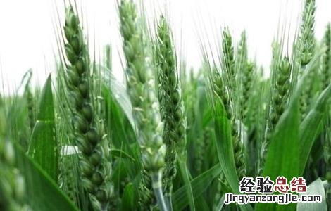 小麦拔节期的田间管理 小麦拔节期田间管理的措施有哪些?