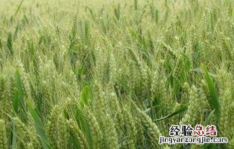 小麦拔节期的田间管理 小麦拔节期田间管理的措施有哪些?
