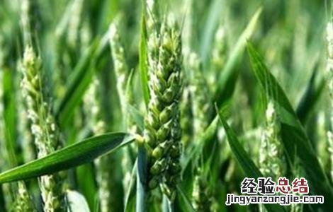 小麦拔节期的田间管理 小麦拔节期田间管理的措施有哪些?