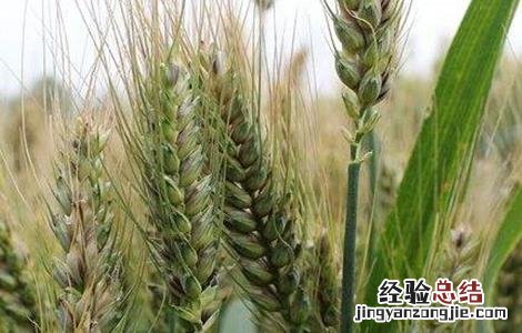 小麦拔节期的田间管理 小麦拔节期田间管理的措施有哪些?
