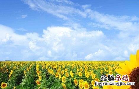 向日葵高产栽培技术 向日葵高产栽培技术与管理