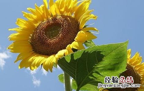 向日葵高产栽培技术 向日葵高产栽培技术与管理