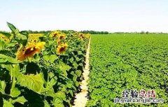 向日葵高产栽培技术 向日葵高产栽培技术与管理