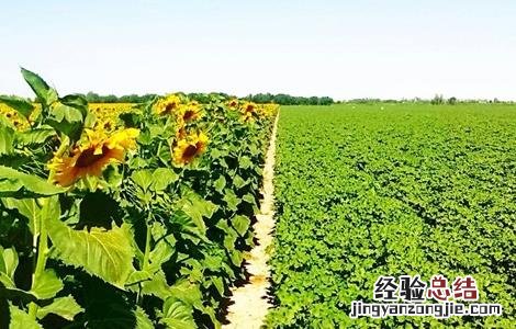 向日葵高产栽培技术 向日葵高产栽培技术与管理