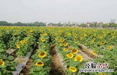 向日葵高产栽培技术 向日葵高产栽培技术与管理