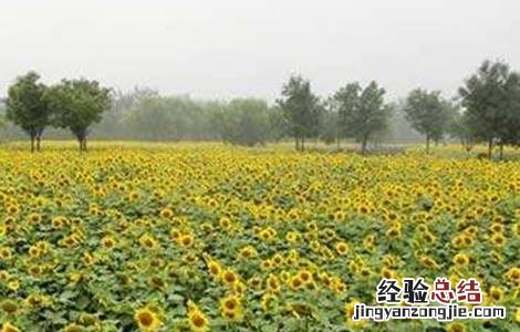 向日葵高产栽培技术 向日葵高产栽培技术与管理