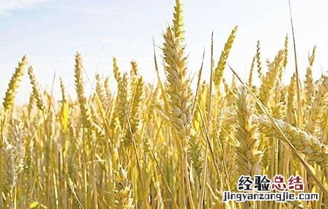 小麦田除草 麦田除草的方法