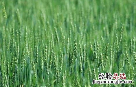 小麦田除草 麦田除草的方法