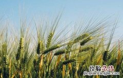 小麦田除草 麦田除草的方法