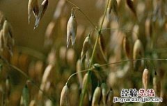 种植燕麦利润 燕麦种植赚钱吗