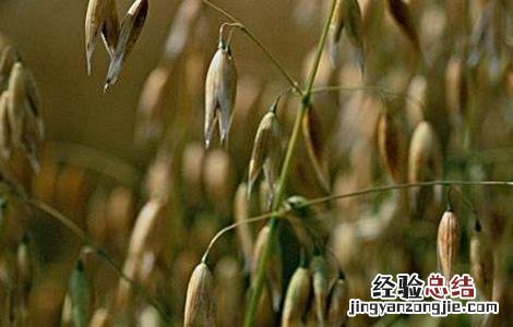 种植燕麦利润 燕麦种植赚钱吗
