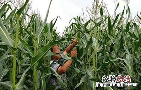 玉米什么时候怎样去除雄穗 玉米去雄的方法及注意事项