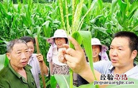 玉米什么时候怎样去除雄穗 玉米去雄的方法及注意事项