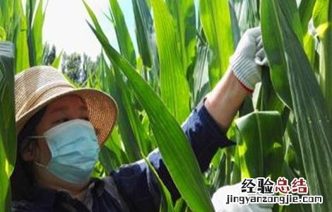 玉米什么时候怎样去除雄穗 玉米去雄的方法及注意事项