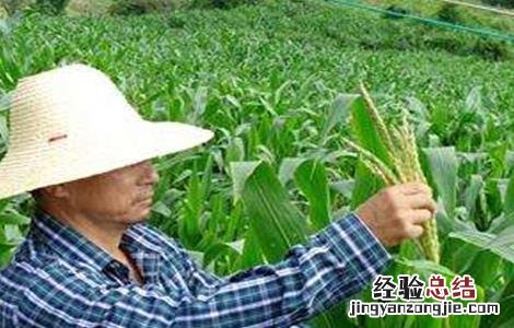 玉米什么时候怎样去除雄穗 玉米去雄的方法及注意事项