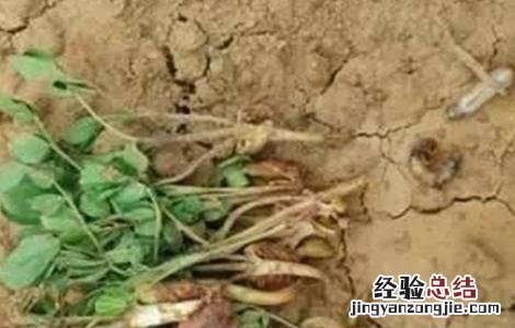 花生死苗是什么病 花生死苗的原因及防治方法