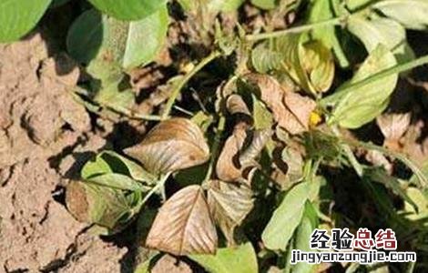 花生死苗是什么病 花生死苗的原因及防治方法