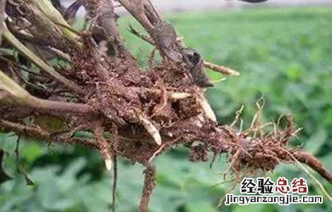 花生死苗是什么病 花生死苗的原因及防治方法