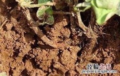 花生死苗是什么病 花生死苗的原因及防治方法