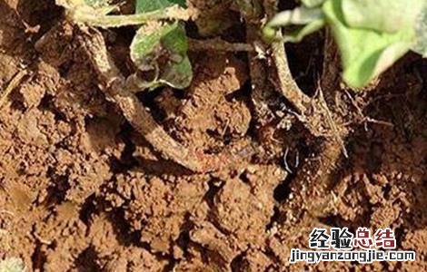 花生死苗是什么病 花生死苗的原因及防治方法