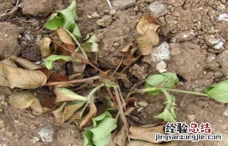 花生死苗是什么病 花生死苗的原因及防治方法