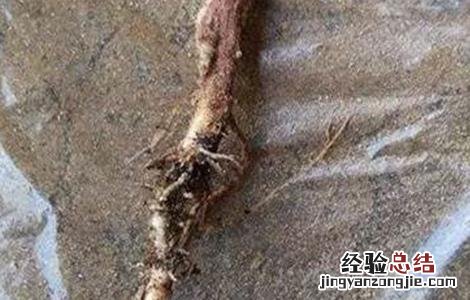 花生死苗是什么病 花生死苗的原因及防治方法