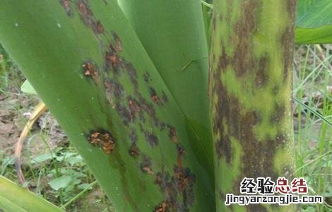 芋头常见病虫害的防治方法 芋头常见病虫害的防治方法有哪些