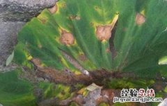 芋头常见病虫害的防治方法 芋头常见病虫害的防治方法有哪些