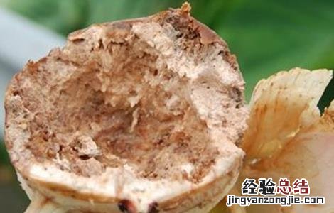 芋头常见病虫害的防治方法 芋头常见病虫害的防治方法有哪些