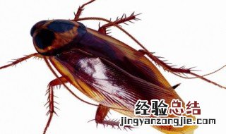 蟑螂的危害 主要有什么
