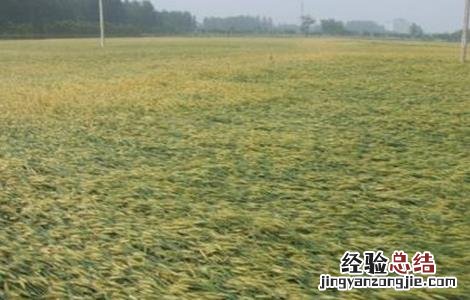 小麦倒伏的原因及挽救方法 小麦倒伏的原因及挽救方法视频