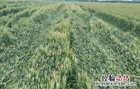 小麦倒伏的原因及挽救方法 小麦倒伏的原因及挽救方法视频