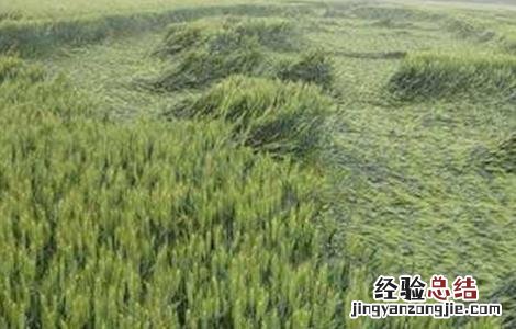 小麦倒伏的原因及挽救方法 小麦倒伏的原因及挽救方法视频