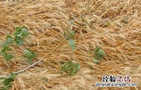小麦倒伏的原因及挽救方法 小麦倒伏的原因及挽救方法视频