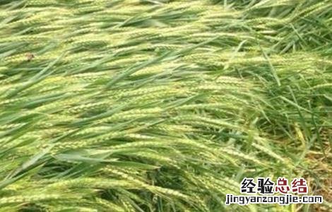小麦倒伏的原因及挽救方法 小麦倒伏的原因及挽救方法视频