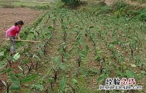 芋头的施肥技术 芋头的施肥技术视频
