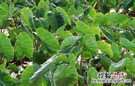 芋头的施肥技术 芋头的施肥技术视频