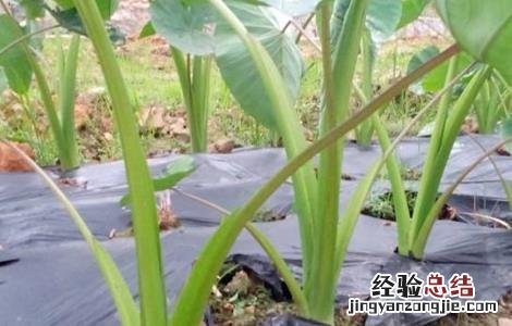 芋头的施肥技术 芋头的施肥技术视频