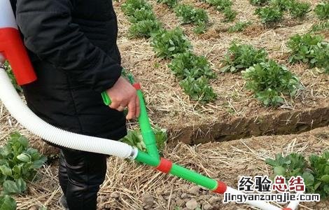 芋头的施肥技术 芋头的施肥技术视频