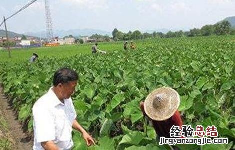 芋头的施肥技术 芋头的施肥技术视频