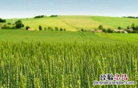 12月份小麦越冬注意事项 小麦越冬时的注意事项
