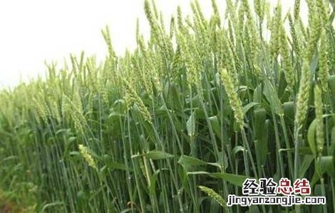 12月份小麦越冬注意事项 小麦越冬时的注意事项