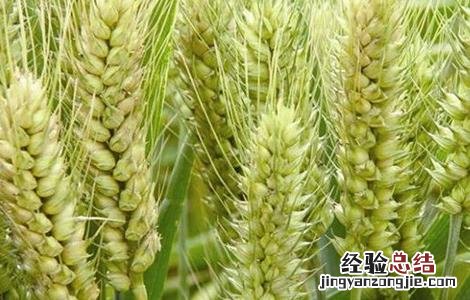 12月份小麦越冬注意事项 小麦越冬时的注意事项