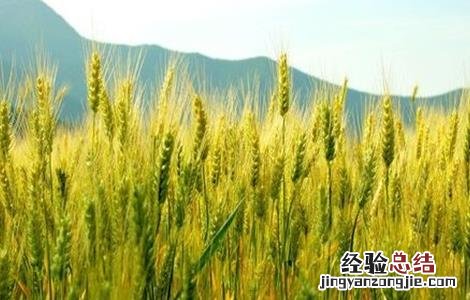 12月份小麦越冬注意事项 小麦越冬时的注意事项
