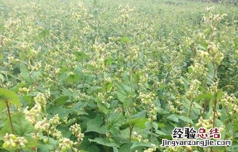 苦荞的种植方法 苦荞的种植方法和技术