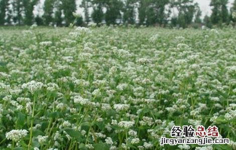 苦荞的种植方法 苦荞的种植方法和技术