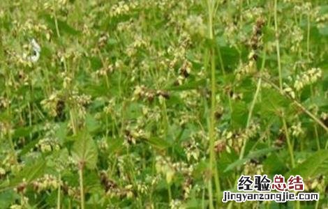 苦荞的种植方法 苦荞的种植方法和技术