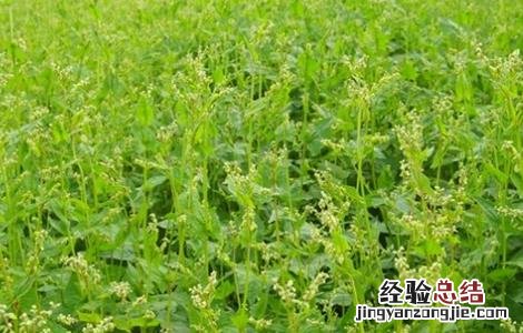 苦荞的种植方法 苦荞的种植方法和技术