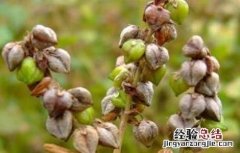 苦荞的种植方法 苦荞的种植方法和技术